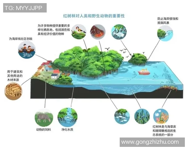探索足球斑龟的生态习性与保护现状以及其在海洋生态系统中的重要角色 探索足球斑龟的生态习性与保护现状以及其在海洋生态系统中的重要角色